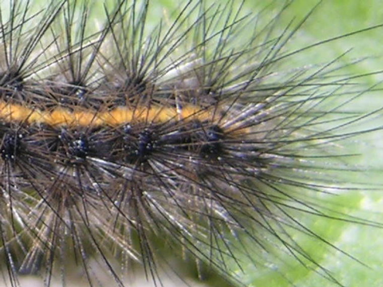 bruco non identificato